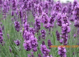 薰衣草種子報價 濰坊劃算的草花種子哪里有供應,薰衣草種子報價 濰坊劃算的草花種子哪里有供應生產廠家,薰衣草種子報價 濰坊劃算的草花種子哪里有供應價格