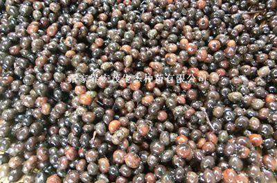 【刨花楠種子價格,香粉樹種子價格】價格,廠家,花卉種子、種苗-搜了網