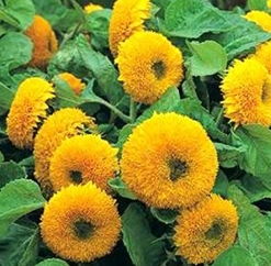 花卉種子,花卉種子生產廠家,花卉種子價格