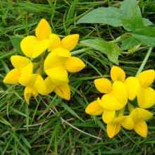 2020花卉種子種苗價格 報價 花卉種子種苗批發 種子網