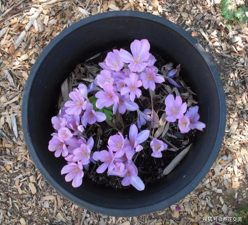 容易被誤以為是番紅花的秋水仙,要避免誤食,栽種時都要戴手套