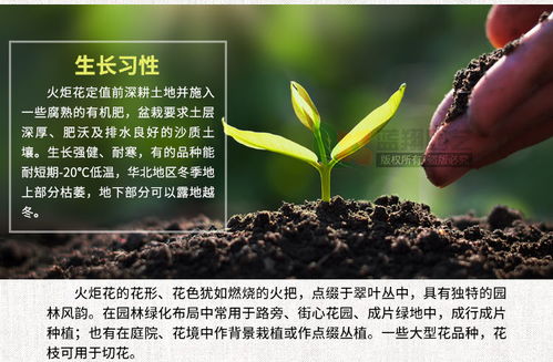 批發觀賞花籽多年生宿根地被花卉種子庭院綠化景觀花境火炬花種子