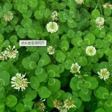 2019花卉種子種苗價格 報價 花卉種子種苗批發 第2頁 種子網