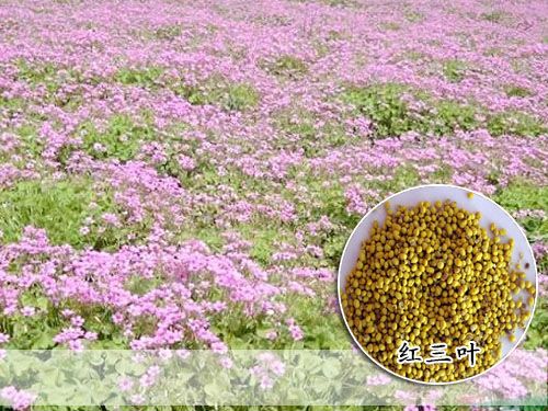 江蘇正茂花卉苗木種子