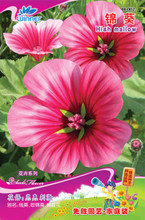 【h種子】最新最全h種子 產品參考信息