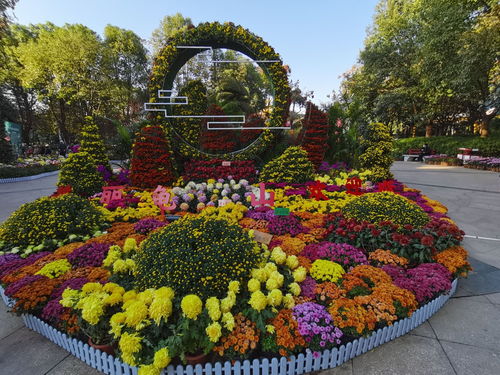 漢陽百種菊中精品爭奇斗艷 大批市民賞花又嘗鮮