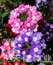 【盆景植物種子】最新最全盆景植物種子 產品參考信息