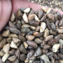 2019花卉種子種苗價格 報價 花卉種子種苗批發 第2頁 種子網