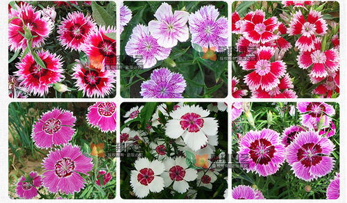 花卉種子 三寸石竹 少女石竹 種子批發 盆栽種子