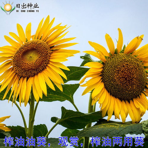 多品種向日葵種子 肥 花卉種子 觀賞矮生食用榨油油葵種籽盆栽