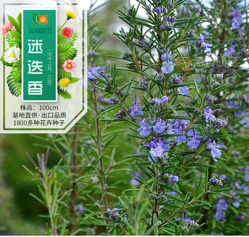 進口花卉種子 觀賞花種子 迷迭香種子 花卉種子 四季易種花種子