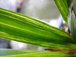 漂亮建蘭下山精品矮種水晶 未見花