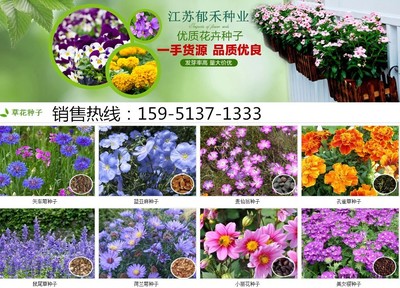 波斯菊種子什么時候種植開花好看嗎是菊花嗎|花卉種子|花卉盆景|供應信息|597苗木網