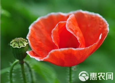 我要發芽 花卉種子 虞美人種子 麗春花 賽牡丹 錦被花