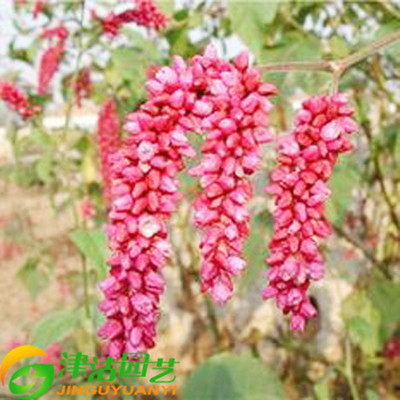 津沽園藝 花卉種子 狗尾巴花 紅蓼種子 東方蓼葒草 約30粒 園藝用品 【價格 圖片 品牌 報價】-蘇寧易購