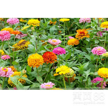 百日草種子目前什么價格