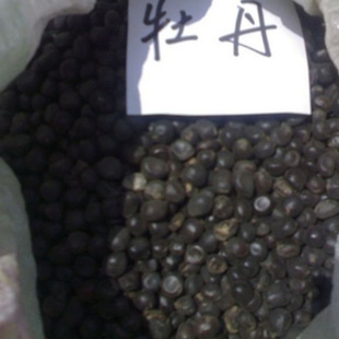 種苗、種子、種球-批發出售 花卉種子 牡丹種子 牡丹花種子-種苗、種子、種球盡在.