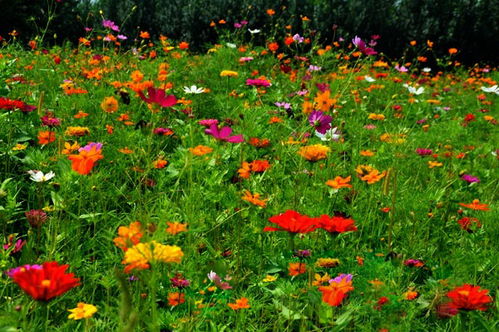 關于野花組合種子價格詳情