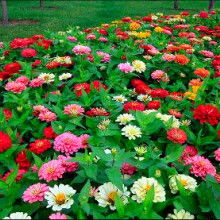 2019花卉種子種苗價格 報價 花卉種子種苗批發 第2頁 種子網