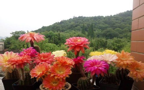 5種 怕水花 ,要用小盆養,少管多曬曬,盆盆開大花