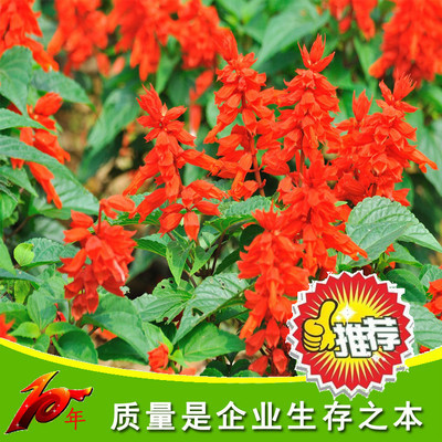 康達園藝 一串紅花草種子 矮串紅花種子 春秋四季播種花卉種 花卉種子、種苗 爆仗紅