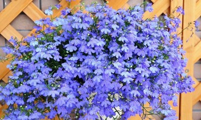 六倍利種孑盆栽花種子籽室內花卉植物室外觀賞樹芳香香草植物種子