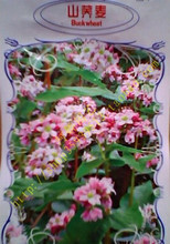 【苦薺麥】最新最全苦薺麥 產品參考信息