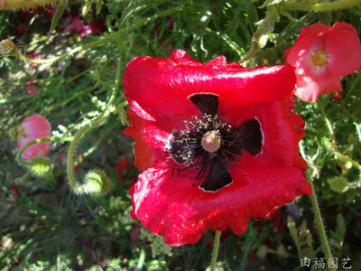 供應花卉種子虞美人 園藝種子批發 盆栽花卉種子 景觀組合 一二年生花卉種子