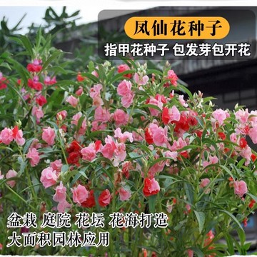 鳳仙花——陽臺盆栽與景觀綠化的優雅之選