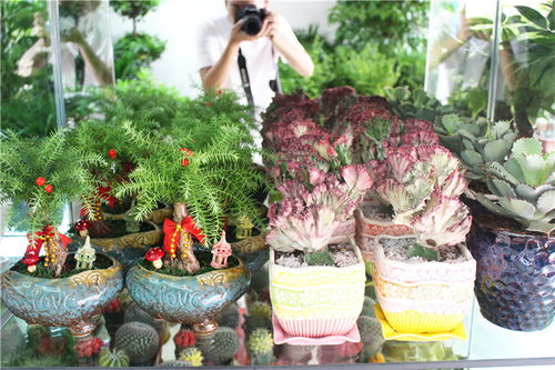 樂平市盛興花藝 花卉種子的選擇與種植指南