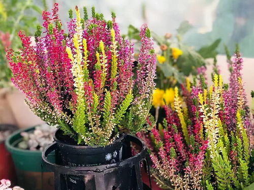 這8種貨真價實的網紅花，開花很良心，養護超簡單