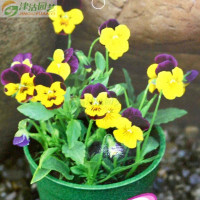 津沽園藝小蝴蝶花與小角堇種子 復色花卉種植指南與購買信息