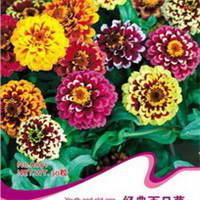 花卉種子選購指南 2024年價格、圖片、產地與報價全解析