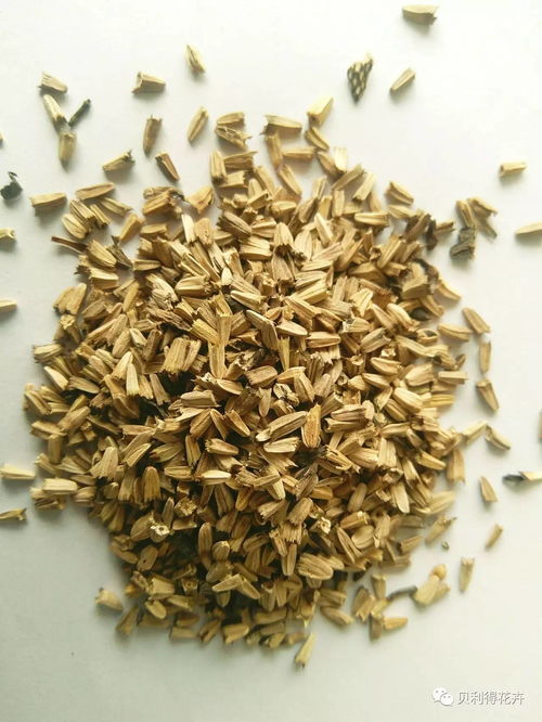 40多種打造花海花田的花卉種子，你認識幾種？