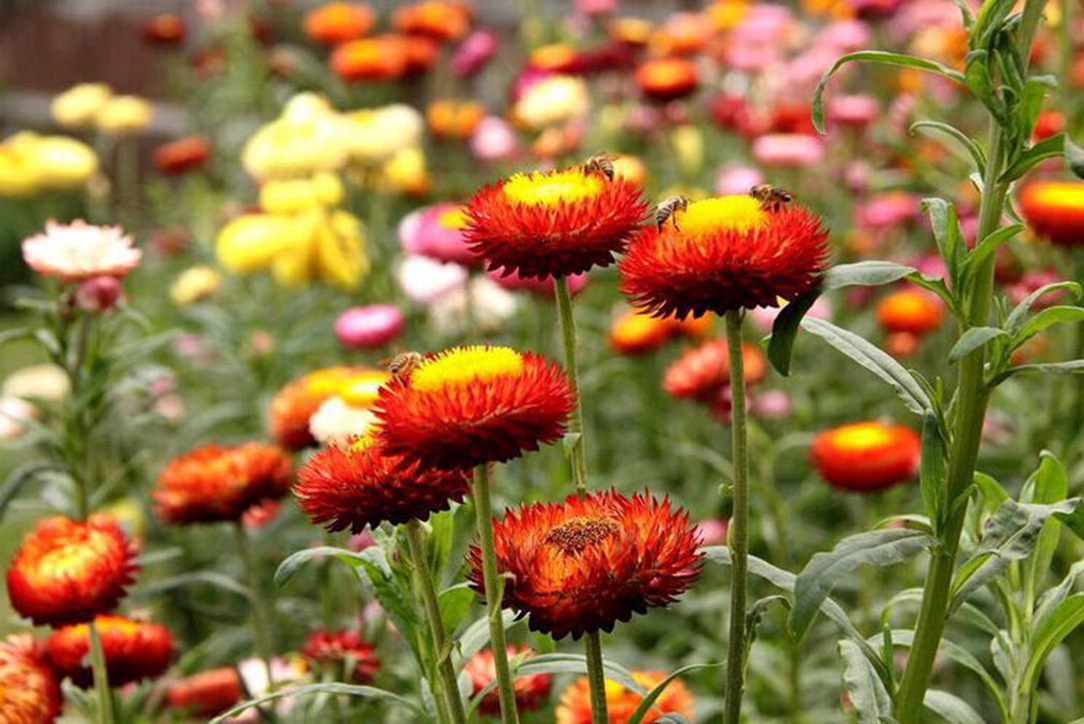 品種豐富、品質卓越——專業花卉種子批發服務