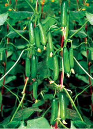 壽光麗林蔬菜種子公司 優質進口歐寶1617小黃瓜種子的領航者