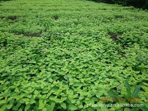 優質繡線菊供應 品種多樣，價格實惠，盡在農苗網