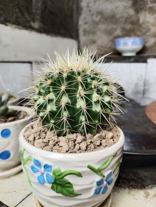 4種鎮宅花，雖貌不驚人卻守護家園，養在家中倍感安心