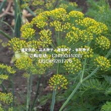 2019年花卉種子種苗市場價格與批發趨勢分析