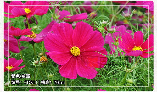 進口波斯菊花種子 園林綠化與景觀花海的理想選擇