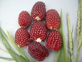 怎樣采收和貯存花卉種子