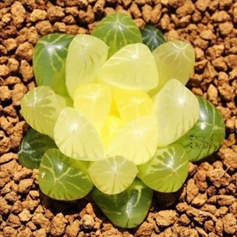 南非進口玉露多肉種子 打造桌面與陽臺的微型綠洲