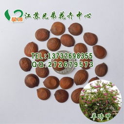 羊蹄甲種子銷售指南 專業廠商、指導價與選購要點