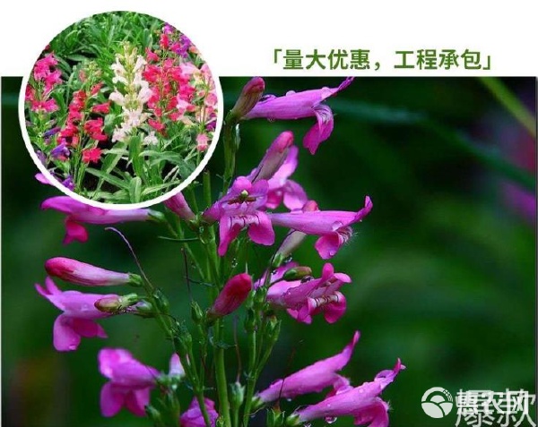 陽臺上的靈動風景 釣鐘柳種子的種植與養護指南