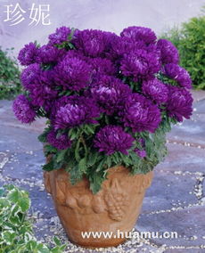 金光菊種子的魅力與赤峰市盆花花卉種子研究所的專業貢獻