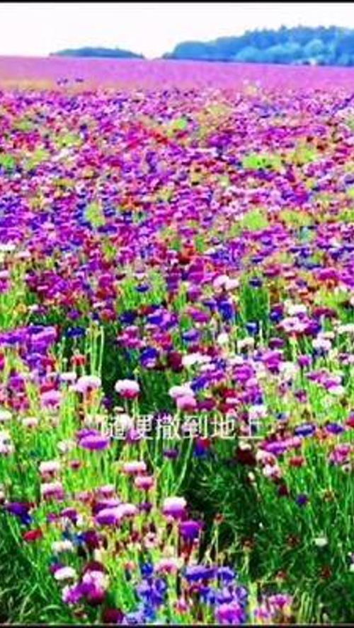 花卉種子 綠植世界的起點與養護之道