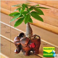 郵樂網花卉種子大全 報價、圖片與選購指南