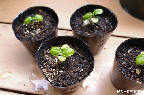 草本花卉新手播種指南 從理論到實踐，助你提高種子發芽生根率