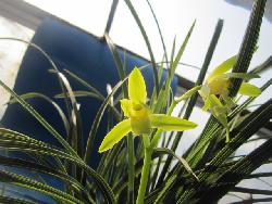 特壯老種溫州素 一花獨放，香滿乾坤