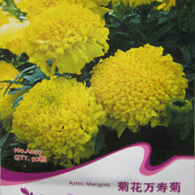 明黃萬壽菊種子 種植指南與產品選購全攻略